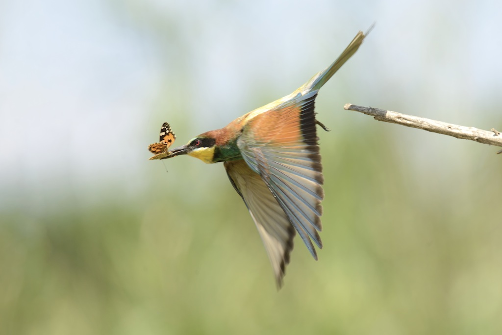 Ad ali spiegate, il sogno di Icaro.